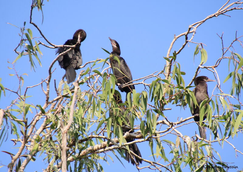 Cormoran à cou brun