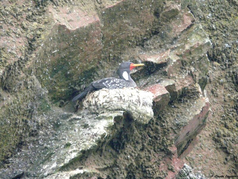 Red-legged Cormorant