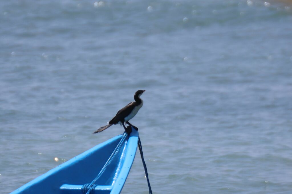 Little Pied Cormorant