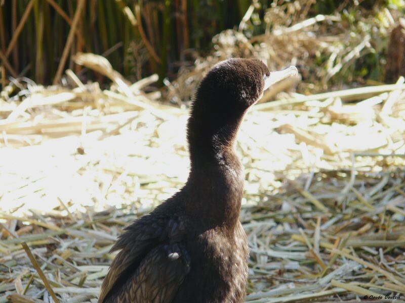 Neotropic Cormorant