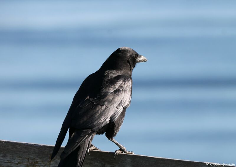 American Crow