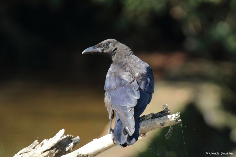 Carrion Crow