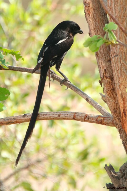 Magpie Shrike