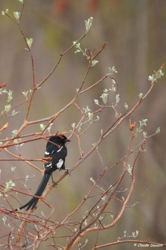 Magpie Shrike