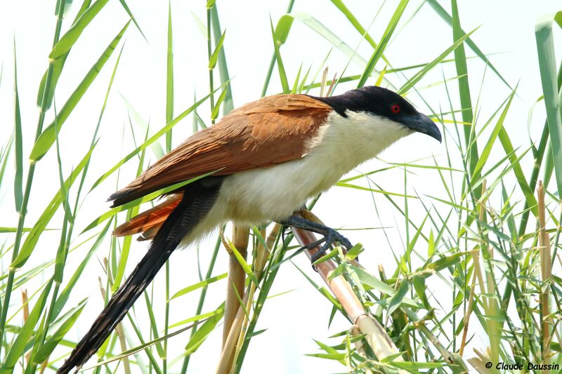 Coucal des papyrus