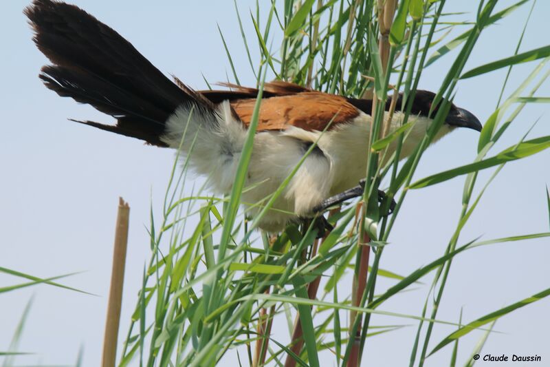 Coppery-tailed Coucal