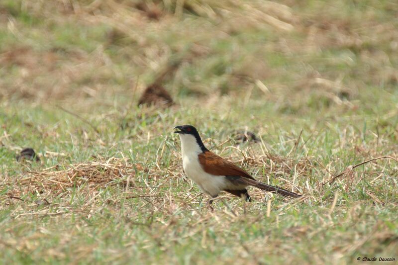 Coucal des papyrus