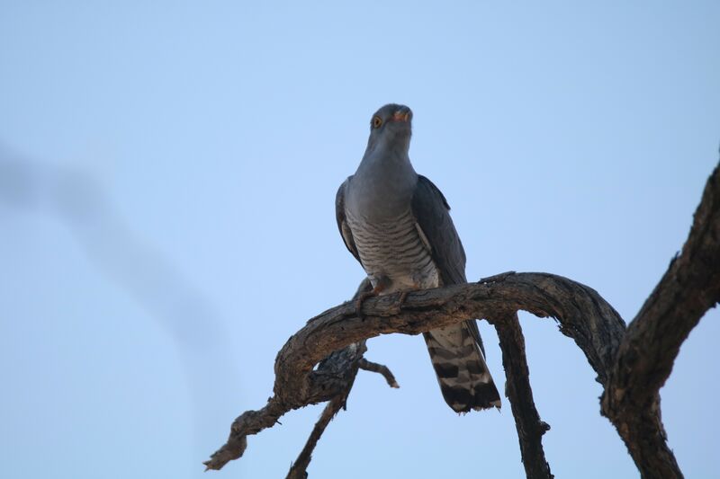 African Cuckoo