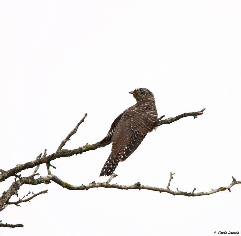 Common Cuckoojuvenile