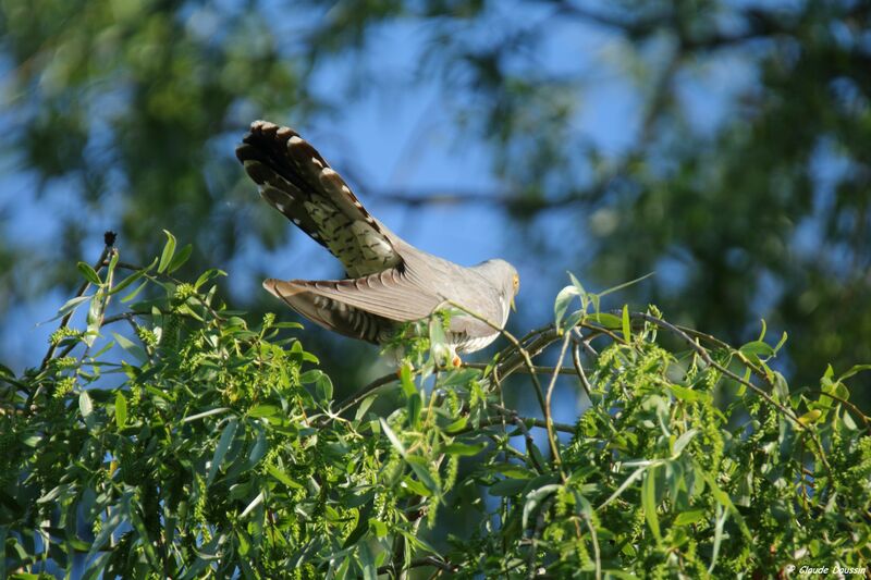 Common Cuckoo