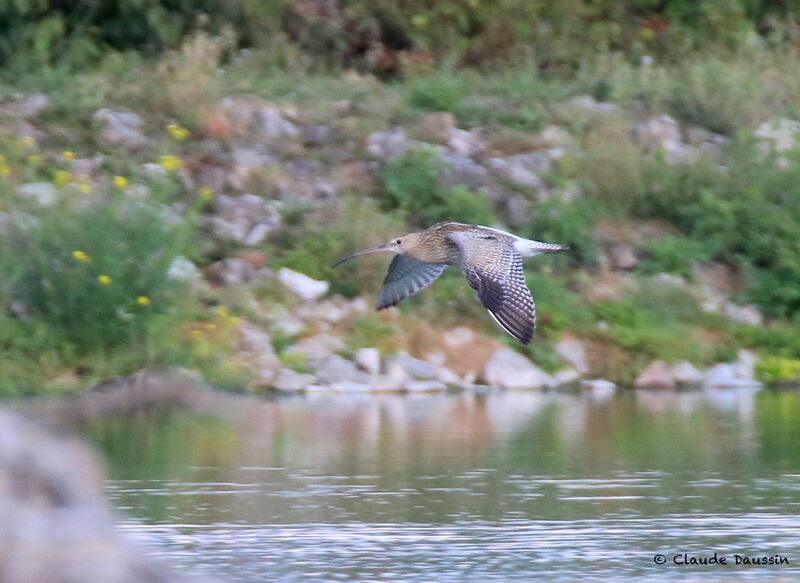 Eurasian Curlewadult, Flight