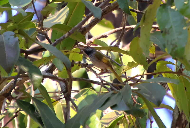 Dark-necked Tailorbird