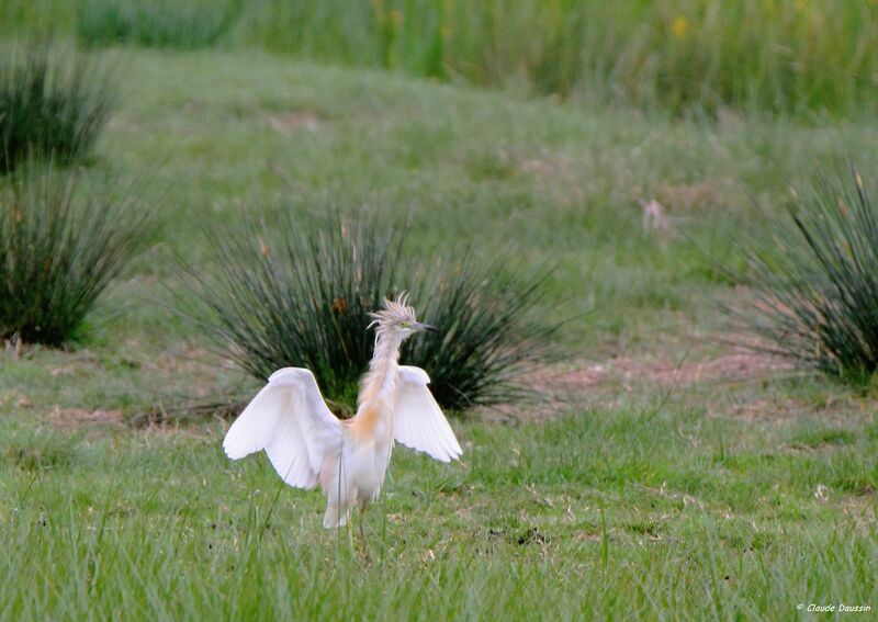 Squacco Heron