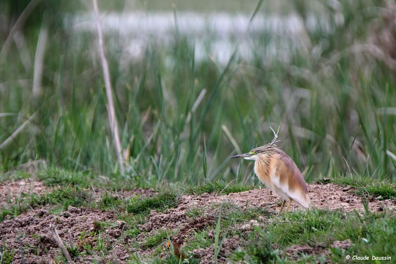 Squacco Heron male