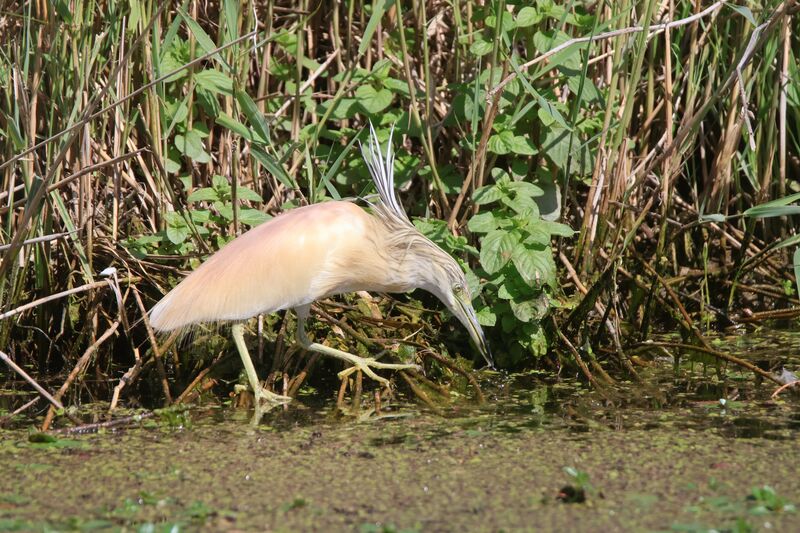 Squacco Heronadult breeding