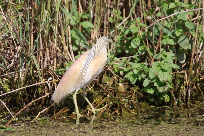 Squacco Heronadult breeding