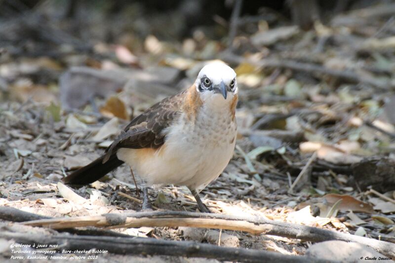 Bare-cheeked Babbler