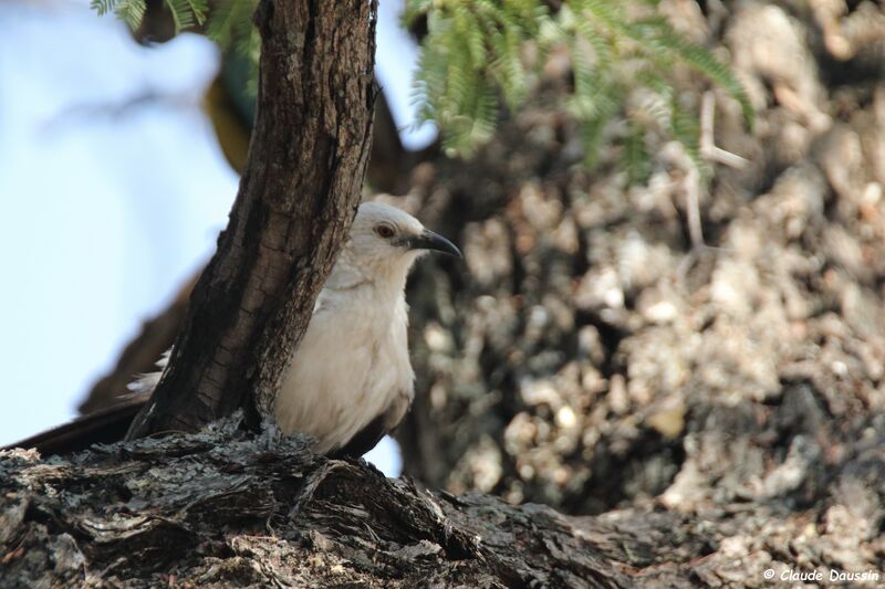 Southern Pied Babbler