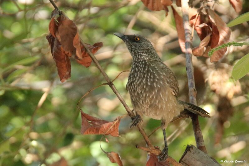 Arrow-marked Babbler