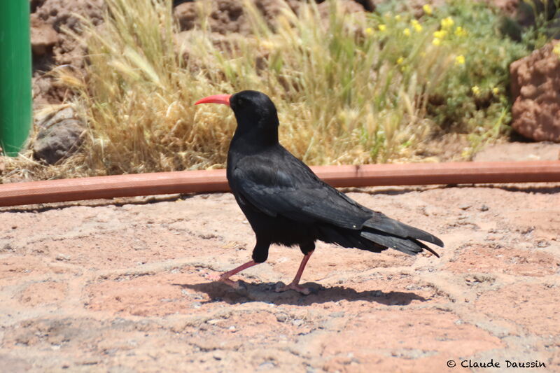 Red-billed Chough