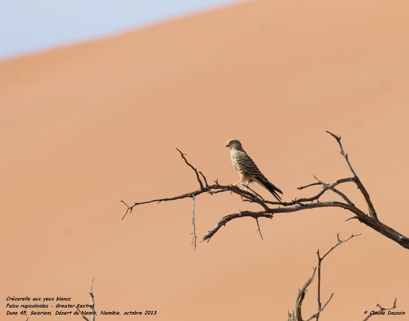 Greater Kestrel