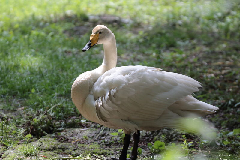 Cygne chanteur