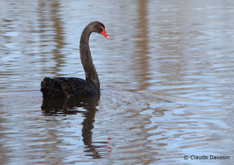 Cygne noiradulte, nage