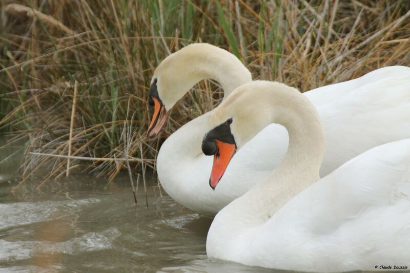 Cygne tuberculé