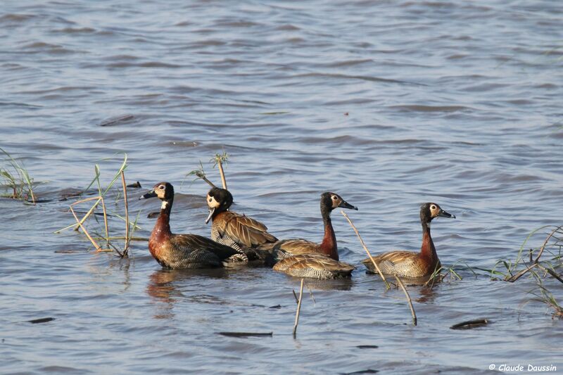 White-faced Whistling Duck