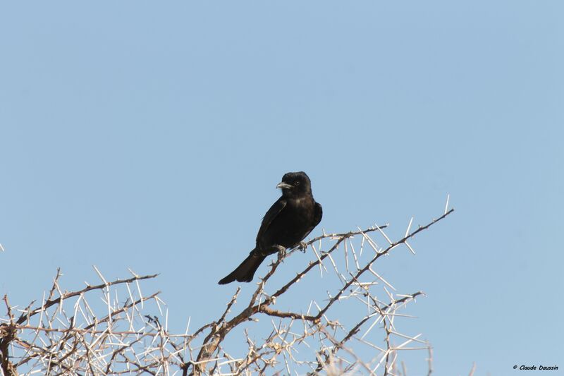 Fork-tailed Drongo