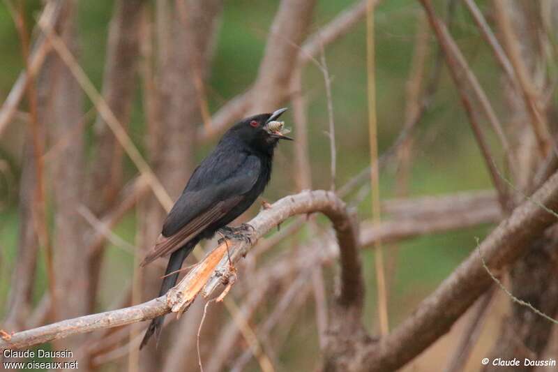 Drongo brillant, mange