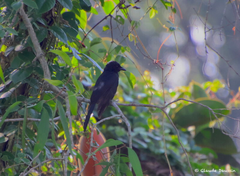 Bronzed Drongo