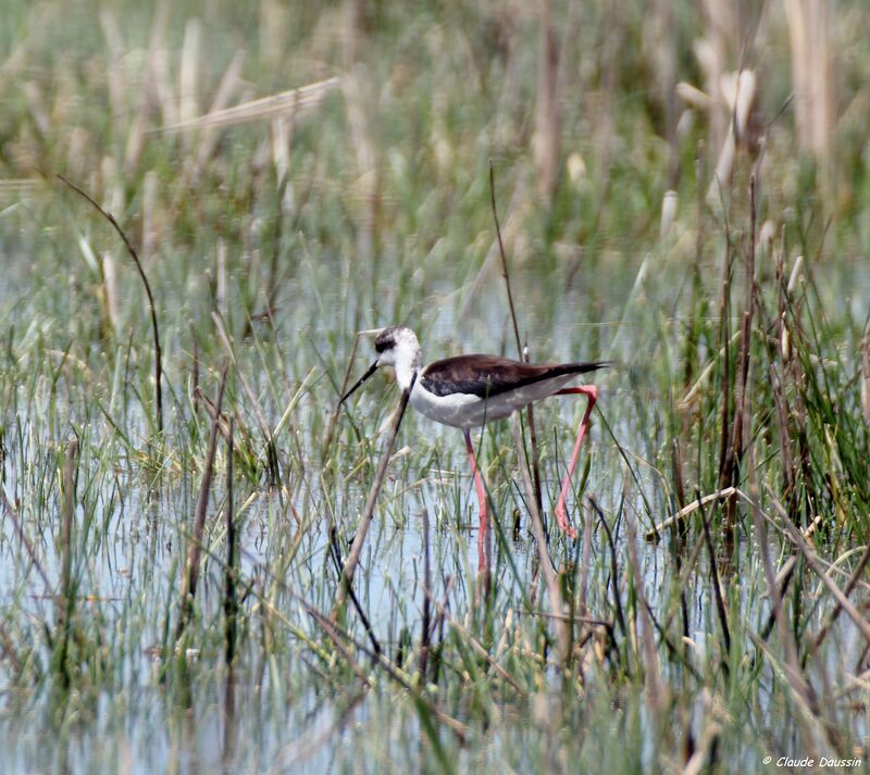 Black-winged Stilt