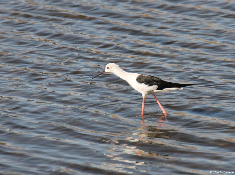 Black-winged Stilt