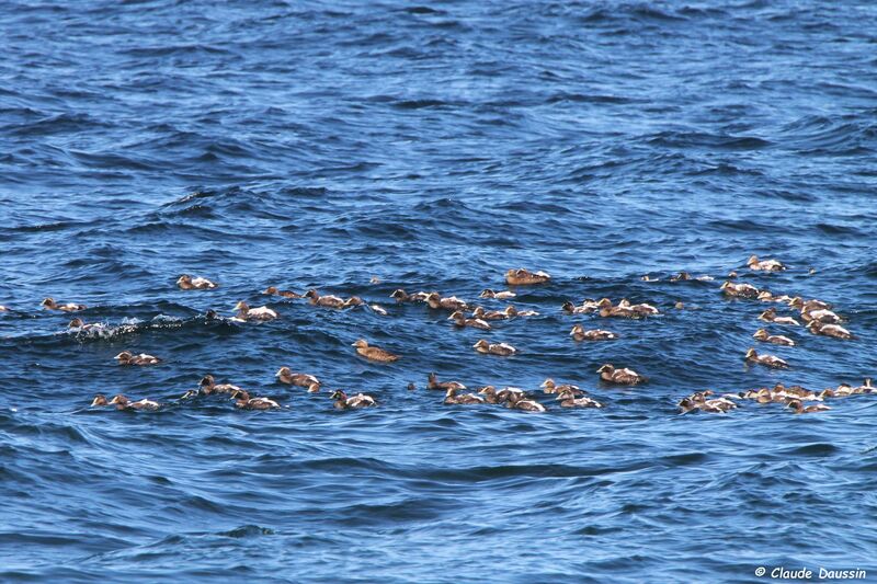 Eider à duvet