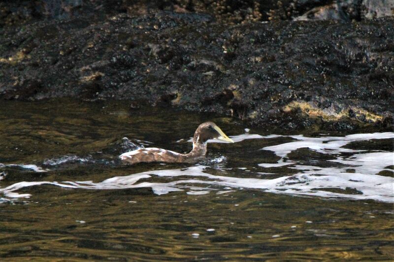 Eider à duvet