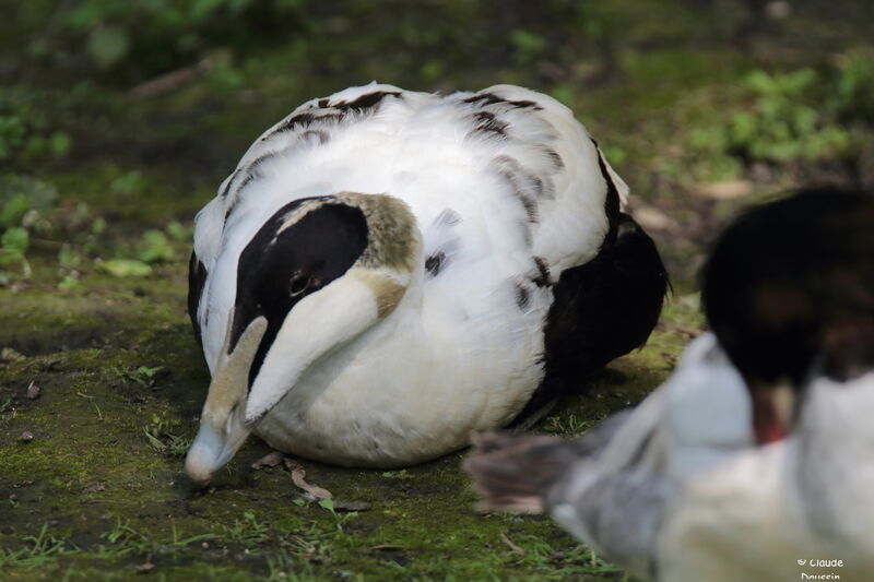 Common Eider