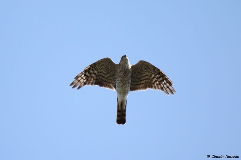 Eurasian Sparrowhawk