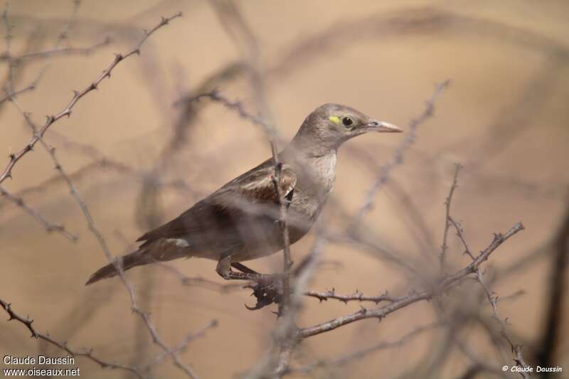 Wattled StarlingFirst year, identification