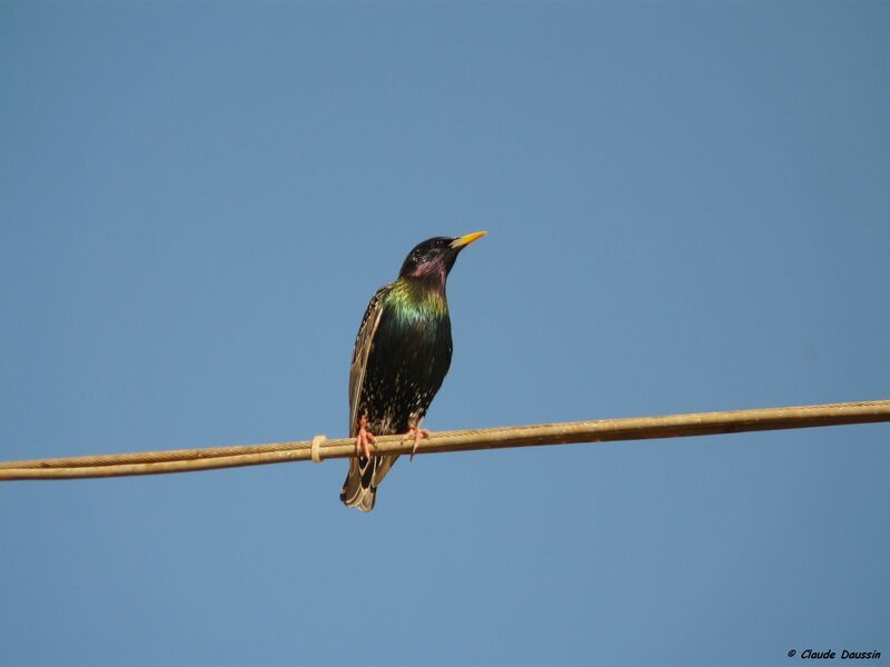 Common Starling