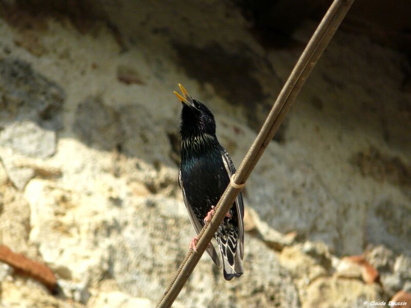 Common Starling