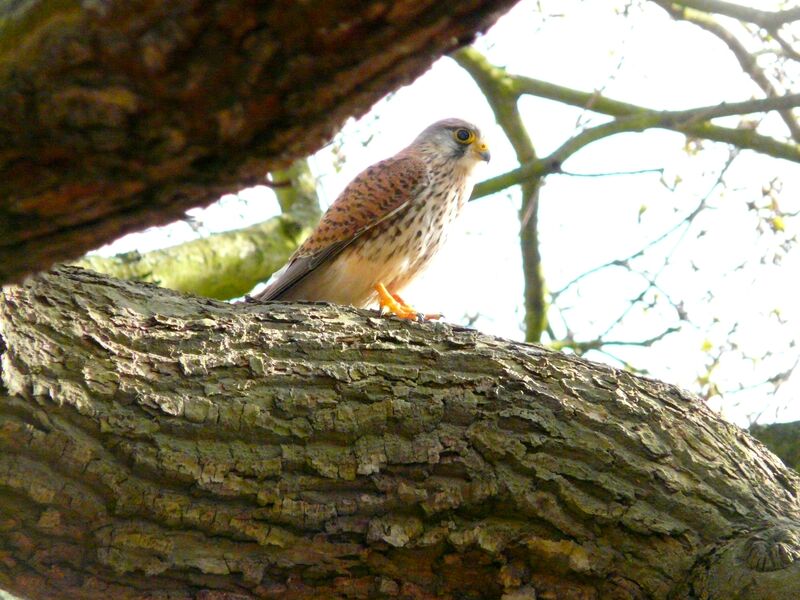 Common Kestrel