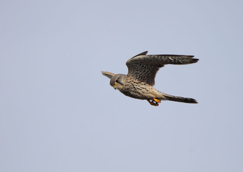 Common Kestrel