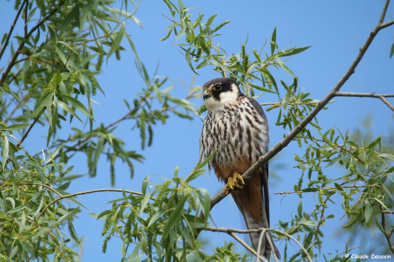 Eurasian Hobby