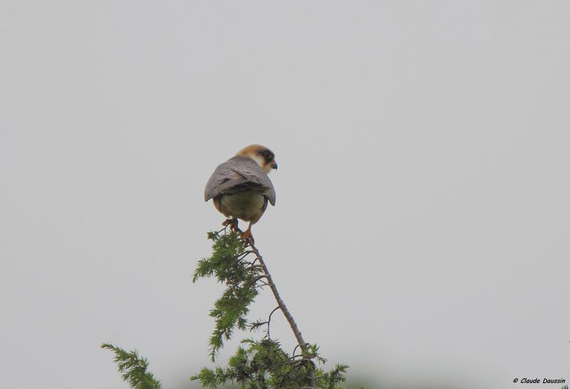 Red-footed Falcon