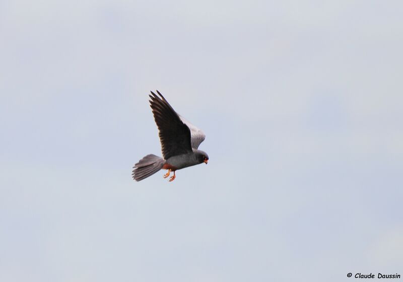 Red-footed Falcon