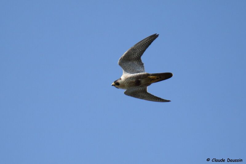 Peregrine Falcon