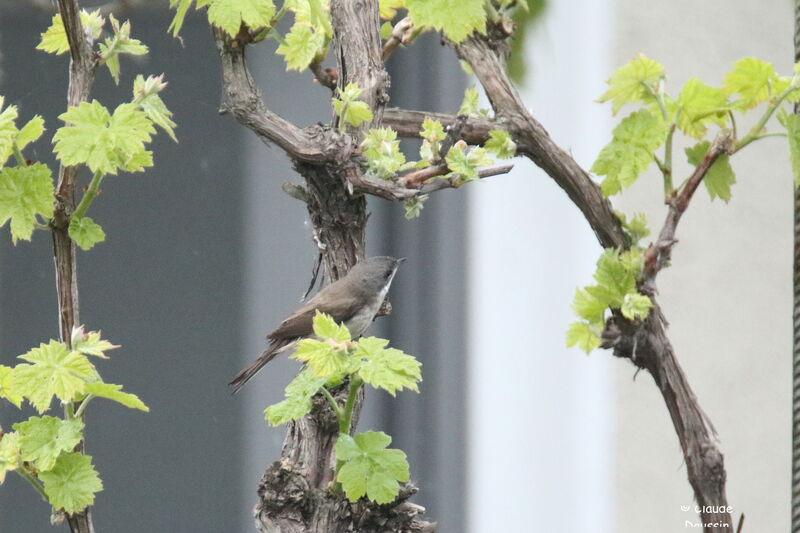 Lesser Whitethroat