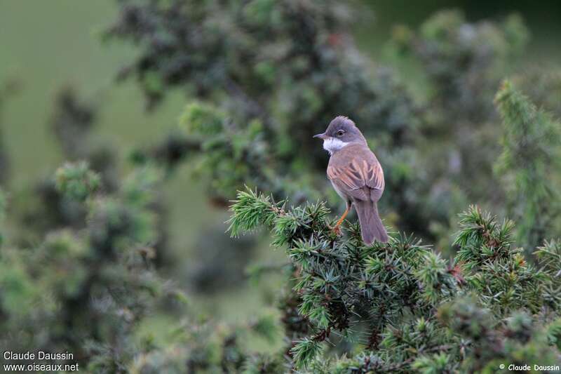 Common Whitethroat male adult, habitat