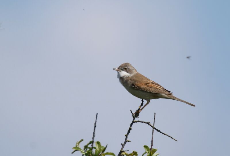 Common Whitethroat